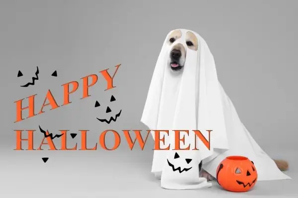 Happy Halloween from American Liberty Mortgage